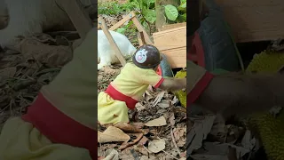 cutis monkey picking jackfruit with goat