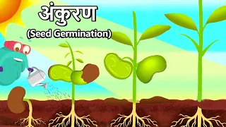 बीज अंकुरण | What Is Seed Germination In Hindi | Germination Of Seeds | Binocs Ki Duniya