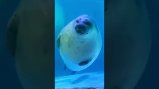 Seals can sleep underwater 😲