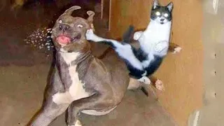 New Funny Animals 2023 😂 Funniest Cats and Dogs 😹🐶 Part 7