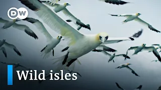 Biodiversity in the British Isles | DW Documentary