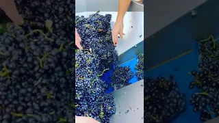 Pinot noir harvest🤩🍇⁣⁣ @simply.wines #wineinspires #pinotnoir #grape #harvest #winery #viticulture