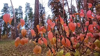 По осеннему лесу в парк-хаус. Тольятти