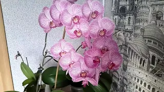 Phalaenopsis Anthura Bucharest