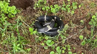 Snake Snatchers: The road to catch every species snake in Georgia (Video #2)