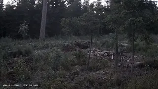 Kiskjakaamera  Estonia 2020-06-13 a Bear cleans the place and leaves with a whole carcass.