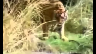 Animals attack - Tiger attack crocodile new compilation 2015