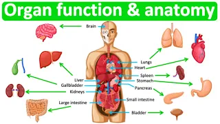 Major organ functions & anatomy 👫| Quick & easy learning video