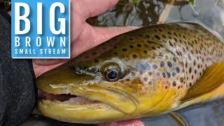 Euro Nymphing a BIG Wild Brown Trout on a Small Stream