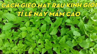 Cách Gieo Hạt Và Trồng Rau Kinh Giới | Phan Đức #161