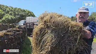 Comida para as vacas do Manuel Cardoso Garcia, Criação Velha Ilha Pico