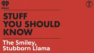 The Smiley, Stubborn Llama | STUFF YOU SHOULD KNOW