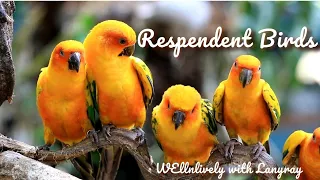 Resplendent Birds