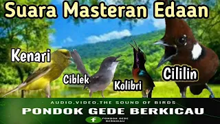 MASTERAN EDAN||Suara Cililin,ciblek,kolibri,kenari