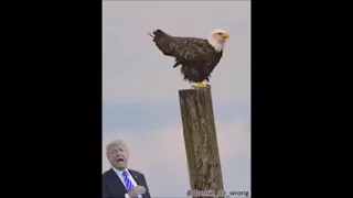 Trump Eagle