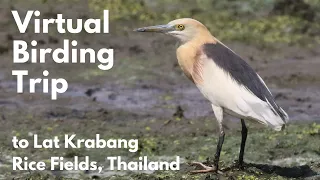 Virtual Bird Watching Trip in Bangkok; , Rice Fields at Lat Krabang | Birding in Thailand