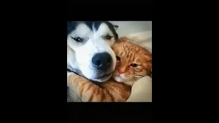 OMG So Cute Cats and Dogs ❤️ Best Funny Cat and Dog Videos of 2021 #shorts #109 ❤️