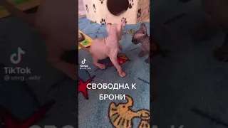 КОТЯТА ПОРОДЫ БАМБИНО,ЭЛЬФ,ДВЭЛЬФ,СФИНКС