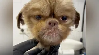 The puppy burst into tears after being helped after days of being abandoned