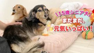 【ダックスフンド】15歳になったシニア犬の今…。元気いっぱい楽しく過ごすをモットーに！！