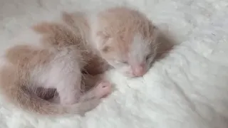 Baby Kitten Growing Up Time Lapse: 0-1Month