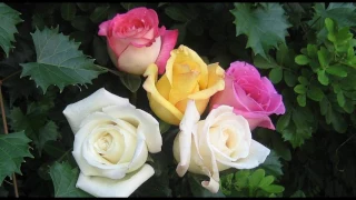 Просто розы. Самые красивые цветы. Приятная музыка.