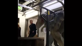 Chris Pratt getting spooked by some dinosaurs [MY BEST VINES]