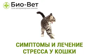 Стресс У Кошки & Симптомы И Лечение Стресса У Кошки. Ветклиника Био-Вет