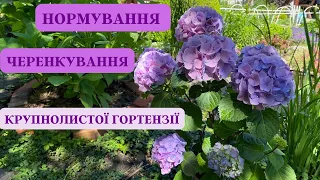 Формуємо великі суцвіття на гортензії + черенкуємо 🌸