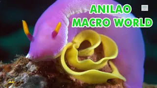 4K SONY RX100 IV Underwater Fantasy Anilao Macro World Diving(Anilao微距世界)