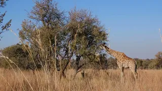 4K African Giraffes - Amazing African Wildlife Footage