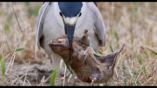 Heron catches enormous breakfast