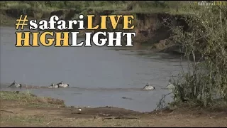 Lucky zebra fights and escapes the jaws of a Mara River crocodile!