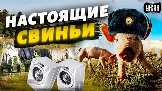 Путинские орки – настоящие свиньи. Доказательства от СБУ
