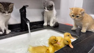 Three cute kittens watch ducklings swim and bathe.