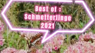 Schmetterlinge bestimmen 2021 - HD - Teil 1