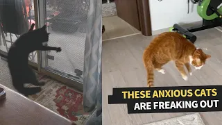 These Cats Are Absolutely Freaking out 😂