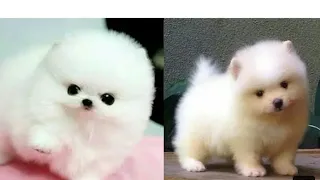 cute dogs 🐕🐶 (puppy) 😍😍