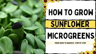 How to Grow Sunflower Microgreens |  Full Walkthrough with TIPS & TRICKS |  On The Grow