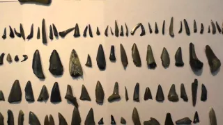 The result of some shark teeth hunting in Belgium - Fossil hunting