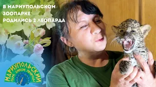 🐆В МАРИУПОЛЬСКОМ ЗООПАРКЕ РОДИЛИСЬ 2 ЛЕОПАРДА