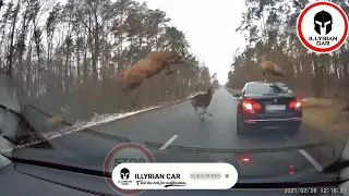 A herd of deer jumps on the BMW 5 Series