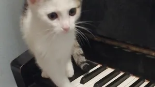 cat is playing piano 😻🙀🐱