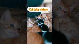 cat 😸 baby video #shorts #shortsfeed #short #cat #trendingshorts