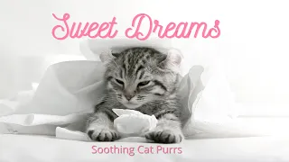 Sweet Dreams Cat Purring | 10 Minutes | Soothing, Relaxing Sound