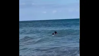 EXTREME catch and release attempt of MASSIVE hammerhead shark on Florida’s coast