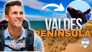 Valdes Peninsula Argentina | Kayaking Orca & Whale Watching In Valdés Peninsula Nature Reserve