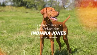 La première année de Lekka's Legendary Vizsla Indiana Jones