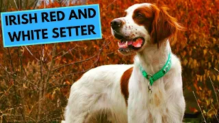 Irish Red and White Setter - TOP 10 Interesting Facts