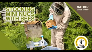 Stocking Mini Nucs with Bees